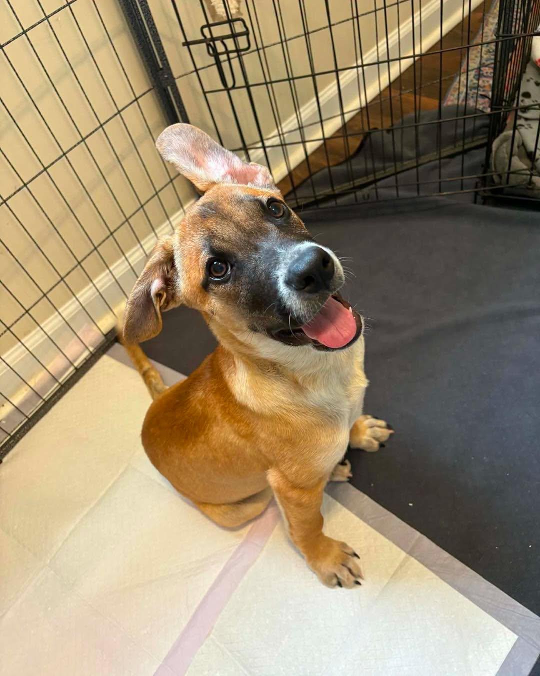 Marshall, a ADOPTABLE Mixed Breed in Nottingham, MD image 3/5