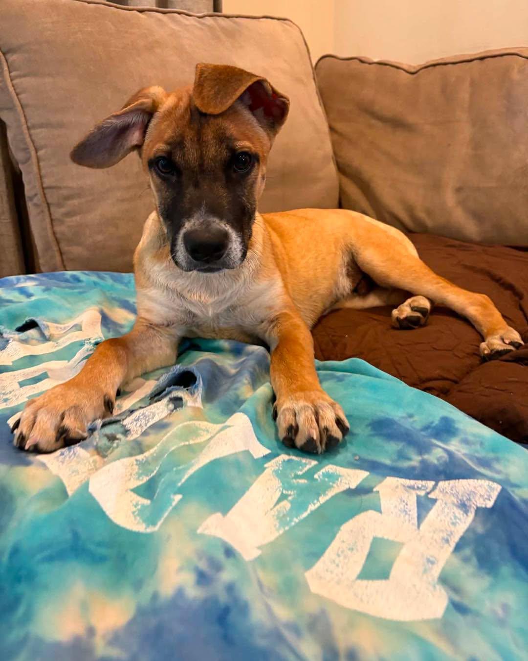 Marshall, a ADOPTABLE Mixed Breed in Nottingham, MD image 5/5