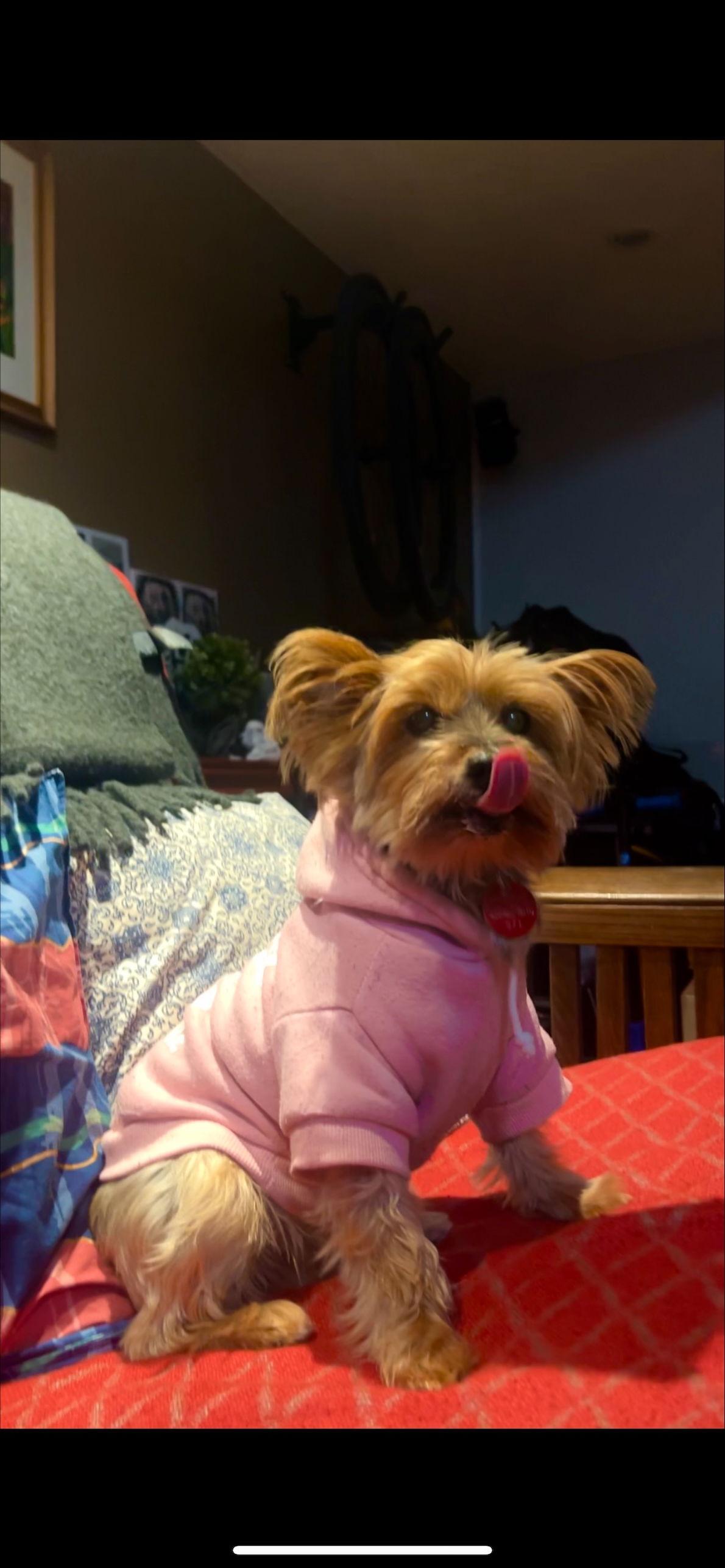 Nini, Adoptable, Senior Female Yorkshire Terrier.
