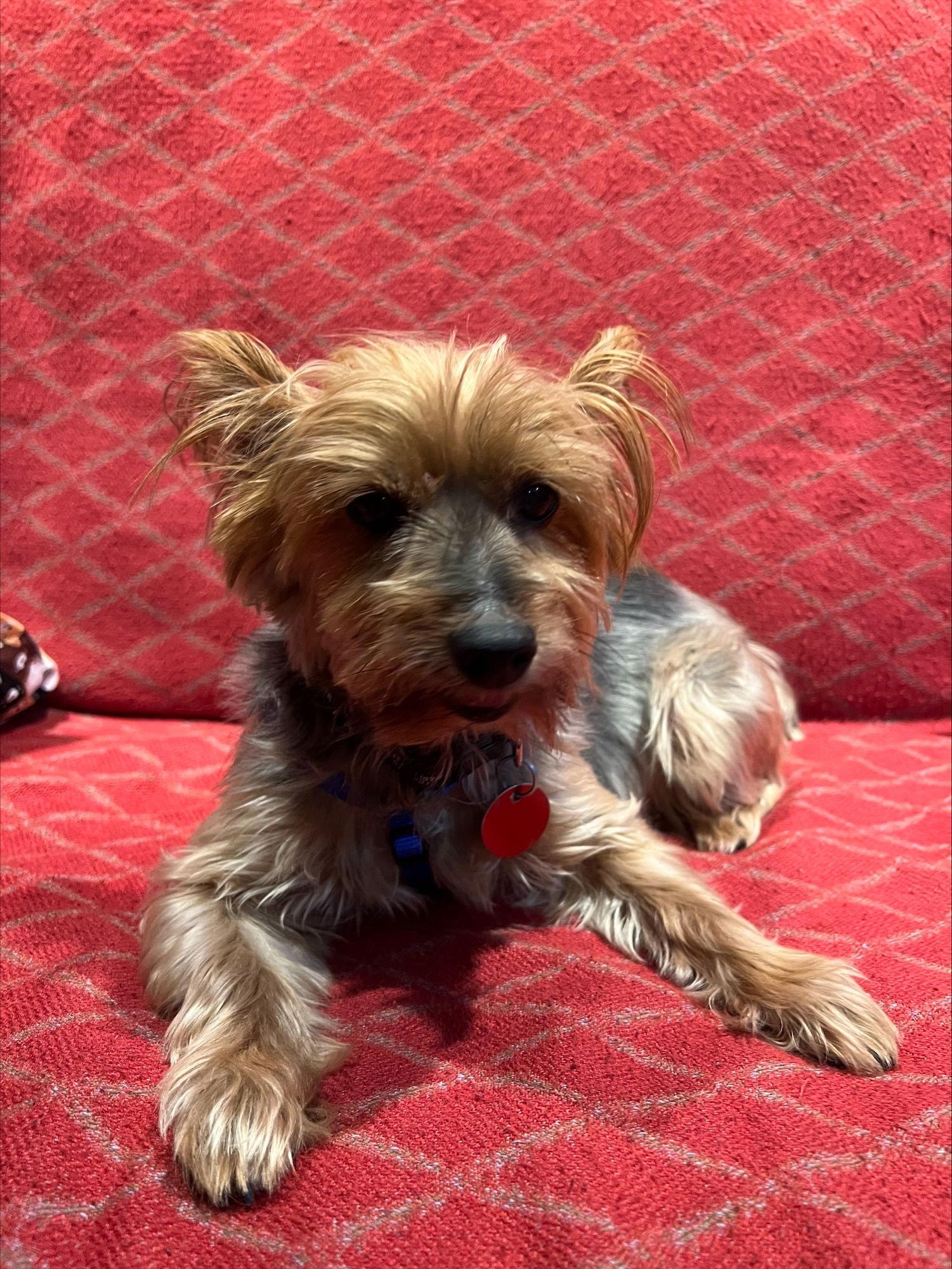 Enlarge Nini, a Adoptable Yorkshire Terrier in Etobicoke, ON image 2/2