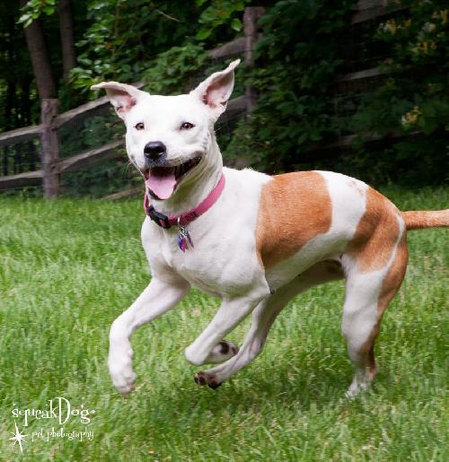 ANGIE-adoption # 1200, Adopted, Adult Female American Staffordshire Terrier.