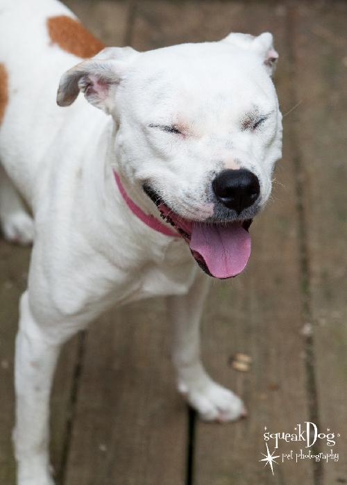 Enlarge ANGIE-adoption # 1200, a Adopted American Staffordshire Terrier in Indianapolis, IN image 2/3