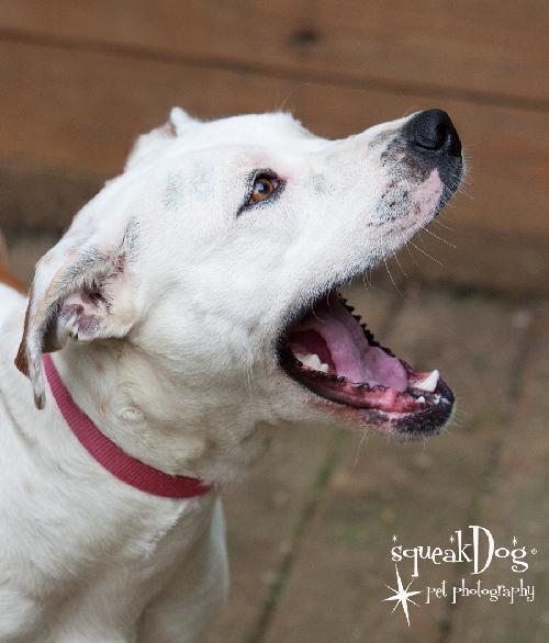 Enlarge ANGIE-adoption # 1200, a Adopted American Staffordshire Terrier in Indianapolis, IN image 3/3