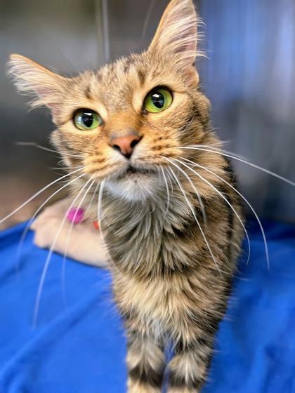 Peggy, Adoptable, Adult Female Domestic Long Hair & Domestic Short Hair.
