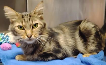 Enlarge Peggy, a Adoptable mixed breed in Jamestown, NY image 2/3