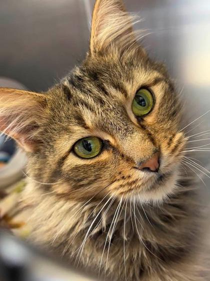 Enlarge Peggy, a Adoptable mixed breed in Jamestown, NY image 3/3