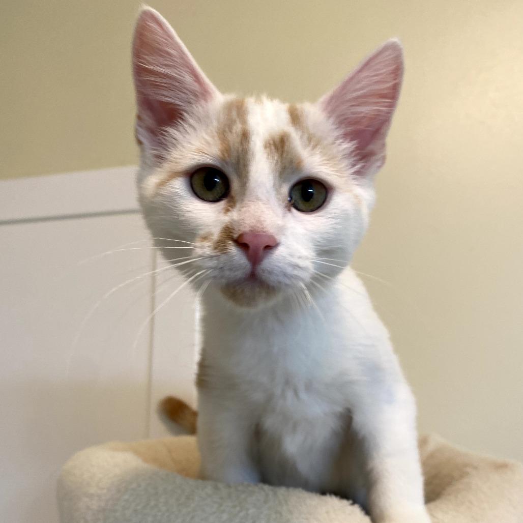 Isis, Adoptable, Young Female Domestic Short Hair.