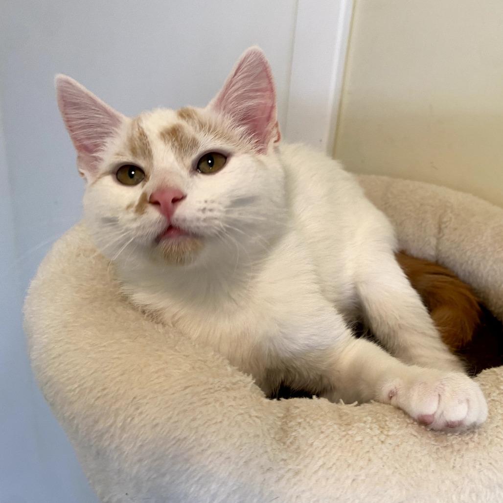 Isis, Adoptable, Young Female Domestic Short Hair.