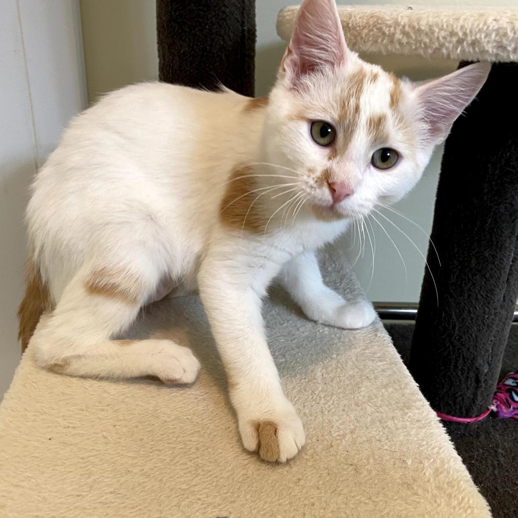 Isis, a Adoptable Domestic Short Hair in Grantsville, UT image 3/3