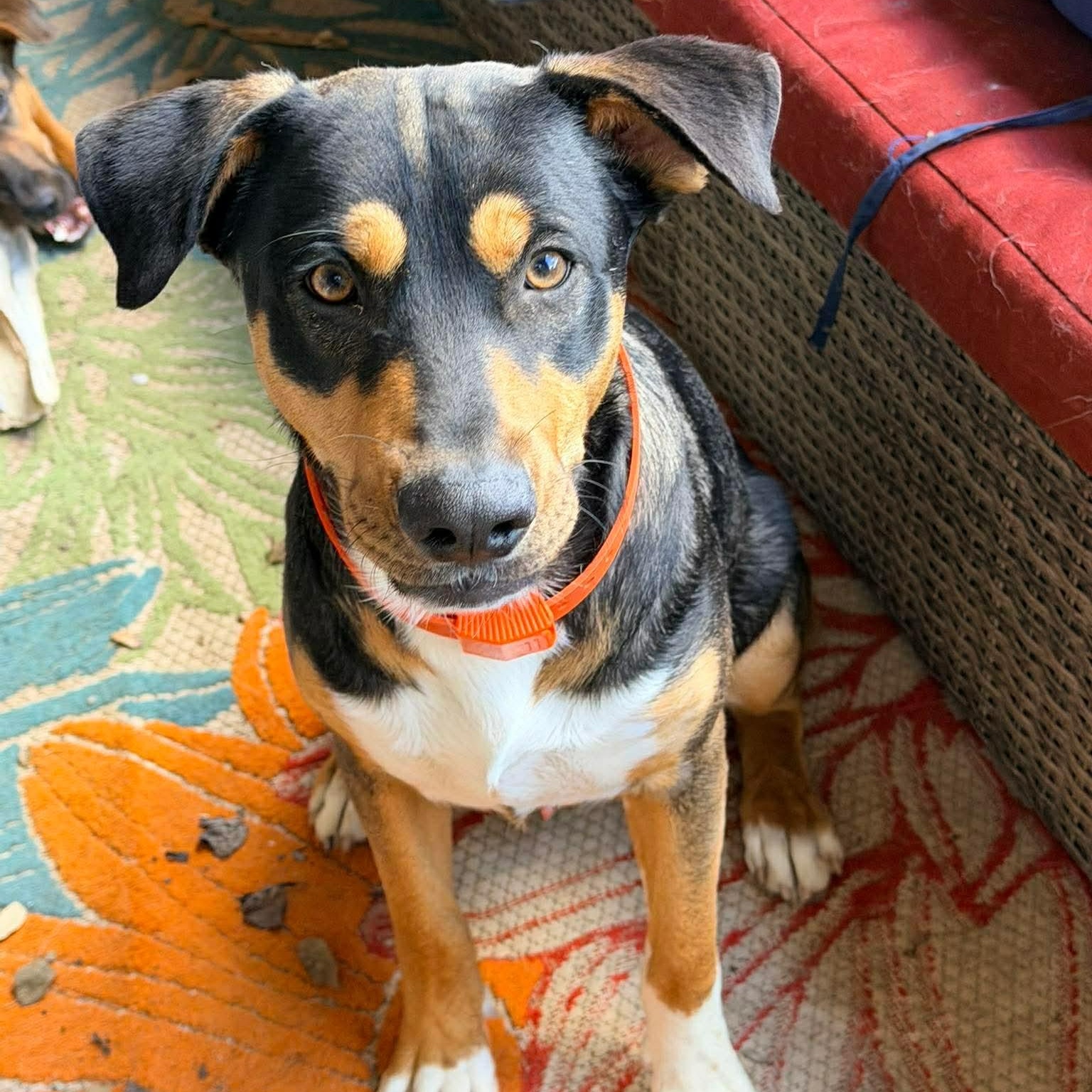 Enlarge Cato, an adopted mixed breed in East Hartford, CT image 2/6