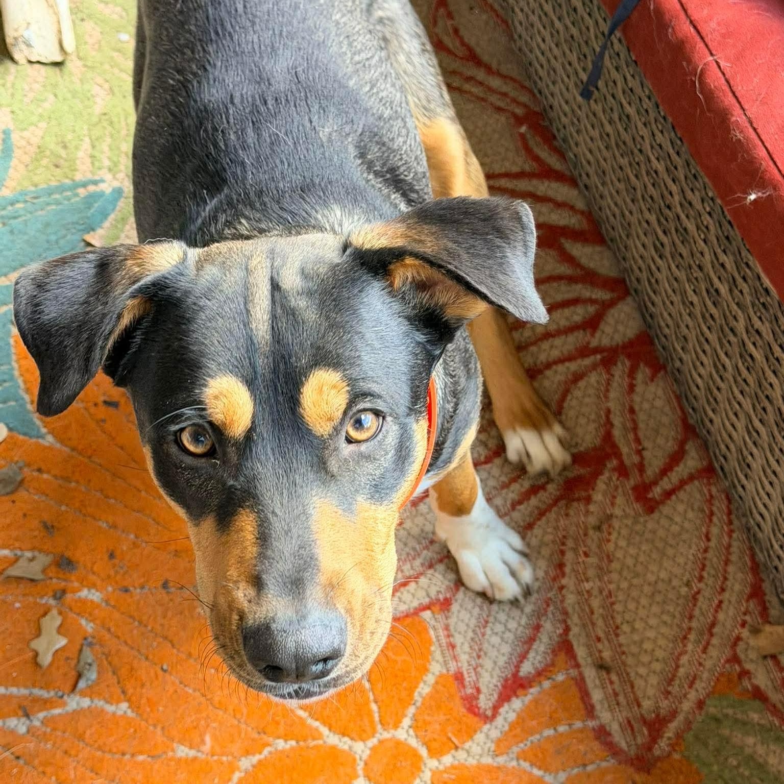 Enlarge Cato, an adopted mixed breed in East Hartford, CT image 1/6