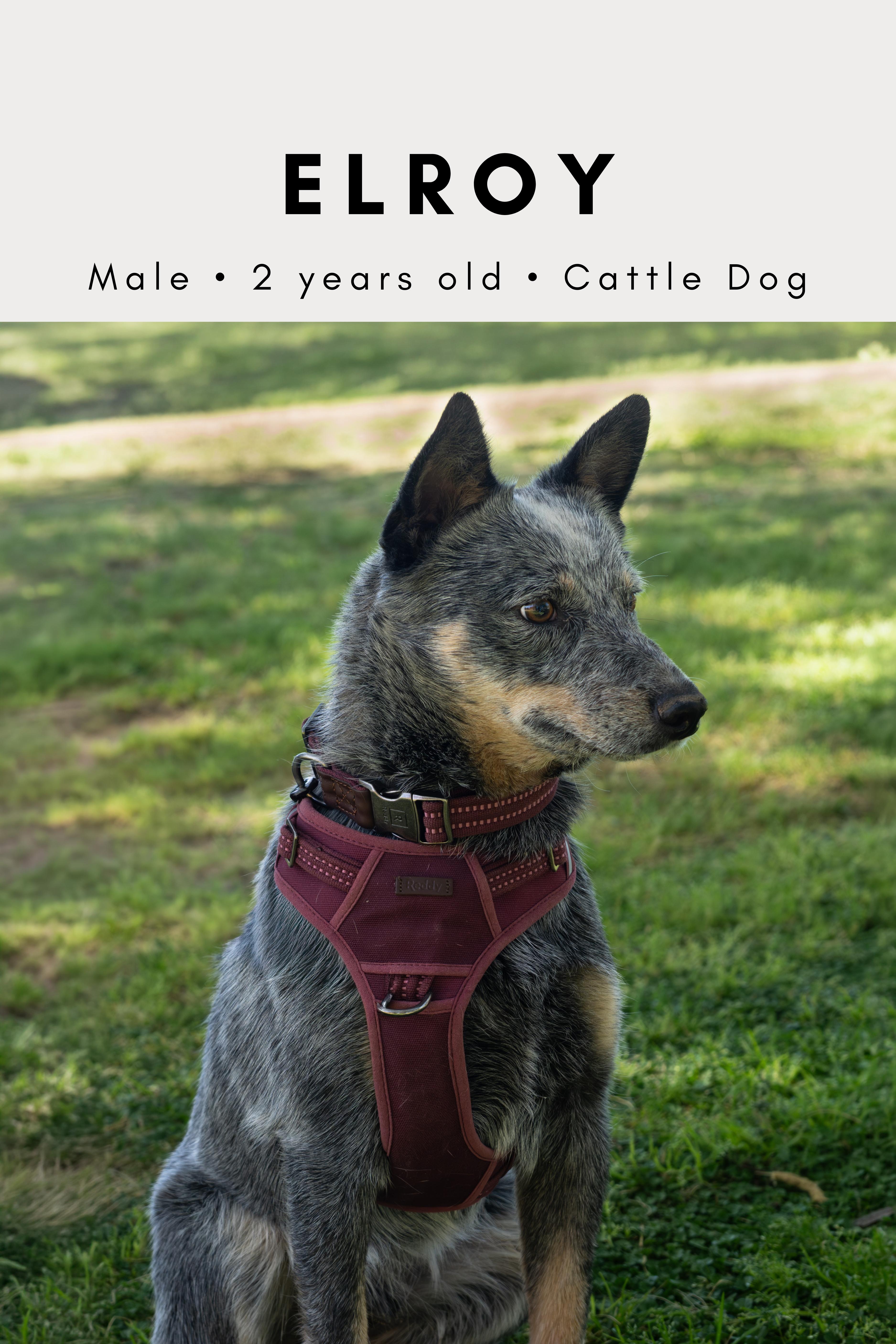 Elroy, ADOPTABLE, Adult Male Australian Cattle Dog / Blue Heeler.