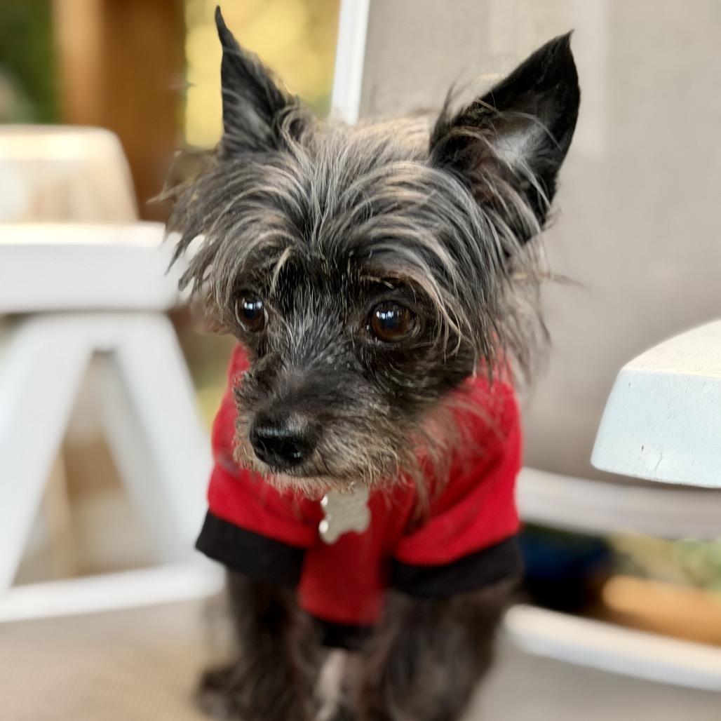 Elvis 13813 — thumbnail 2