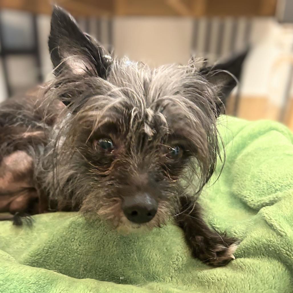 Elvis 13813 — thumbnail 3