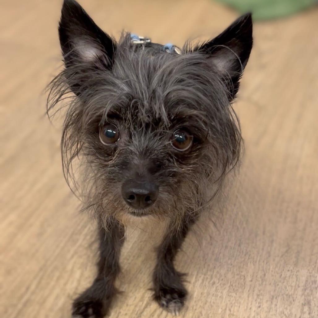 Elvis 13813 — thumbnail 4