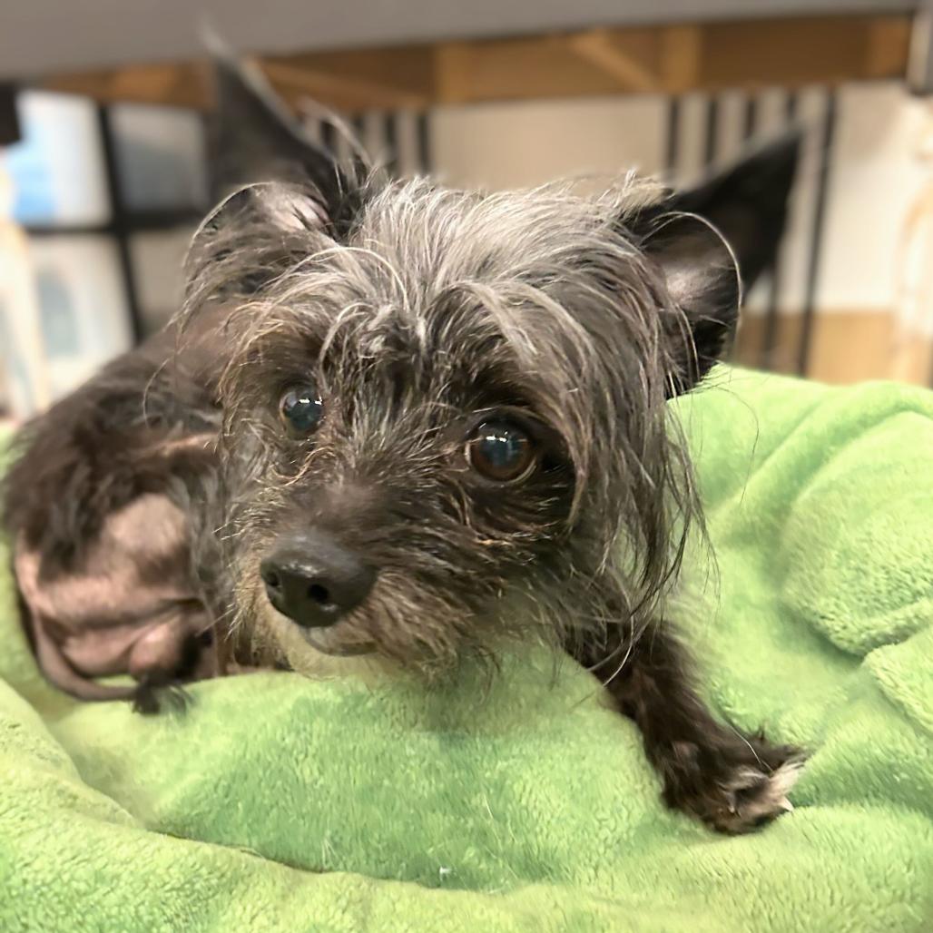 Elvis 13813 — thumbnail 5