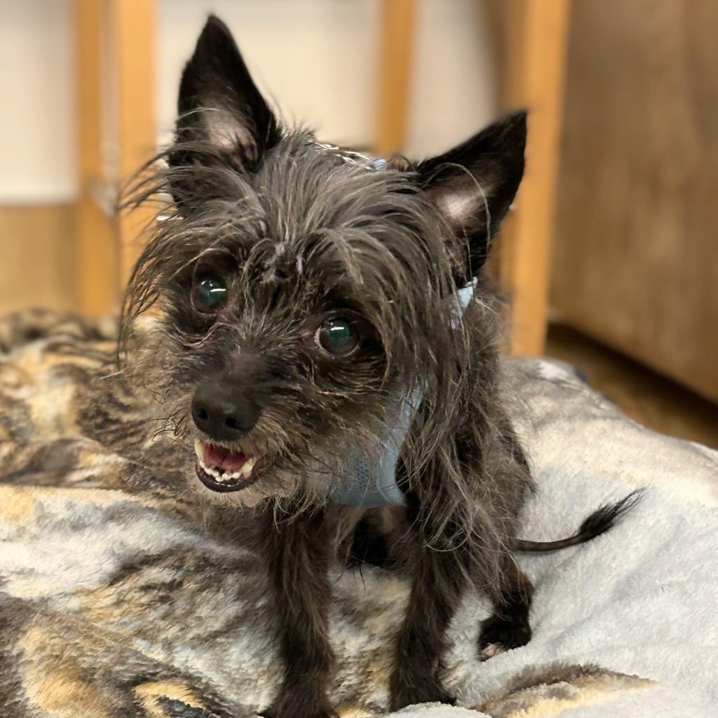 Elvis 13813 — thumbnail 6