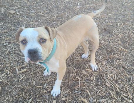 Nina , a Adoptable mixed breed in Millville, UT image 1/3