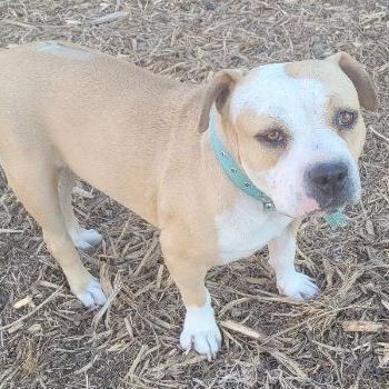 Nina , a Adoptable mixed breed in Millville, UT image 3/3