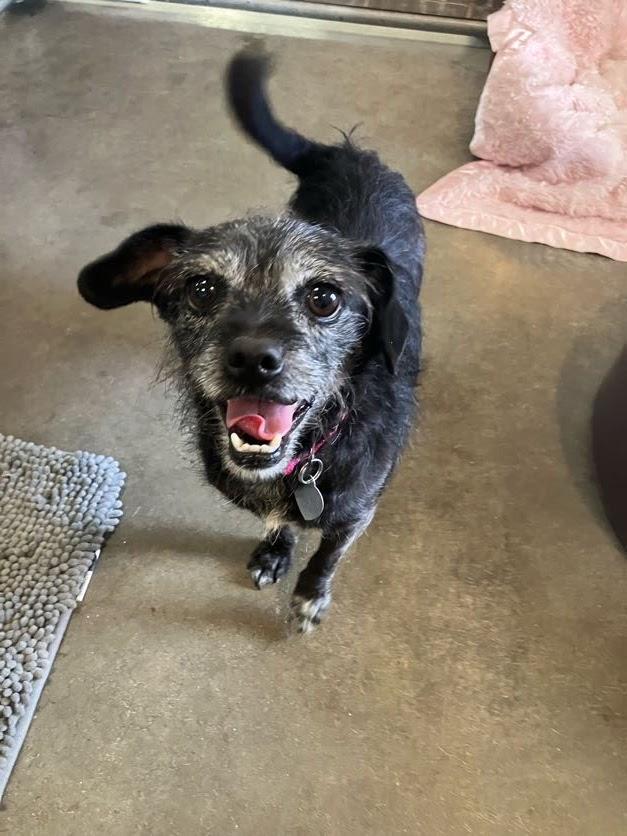 Maggie, a Adoptable mixed breed in Scottsdale, AZ image 2/4