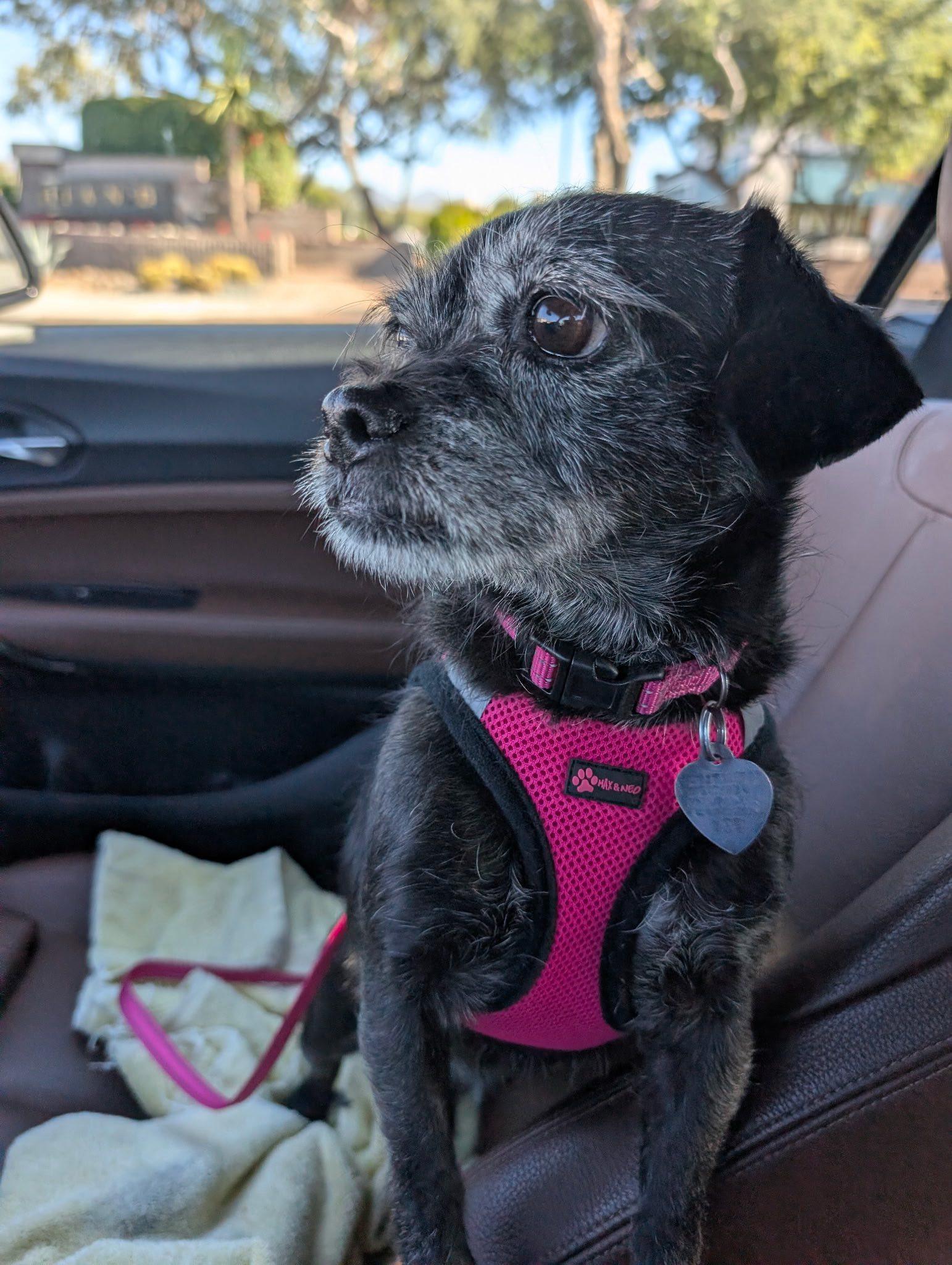 Maggie, a Adoptable mixed breed in Scottsdale, AZ image 1/4