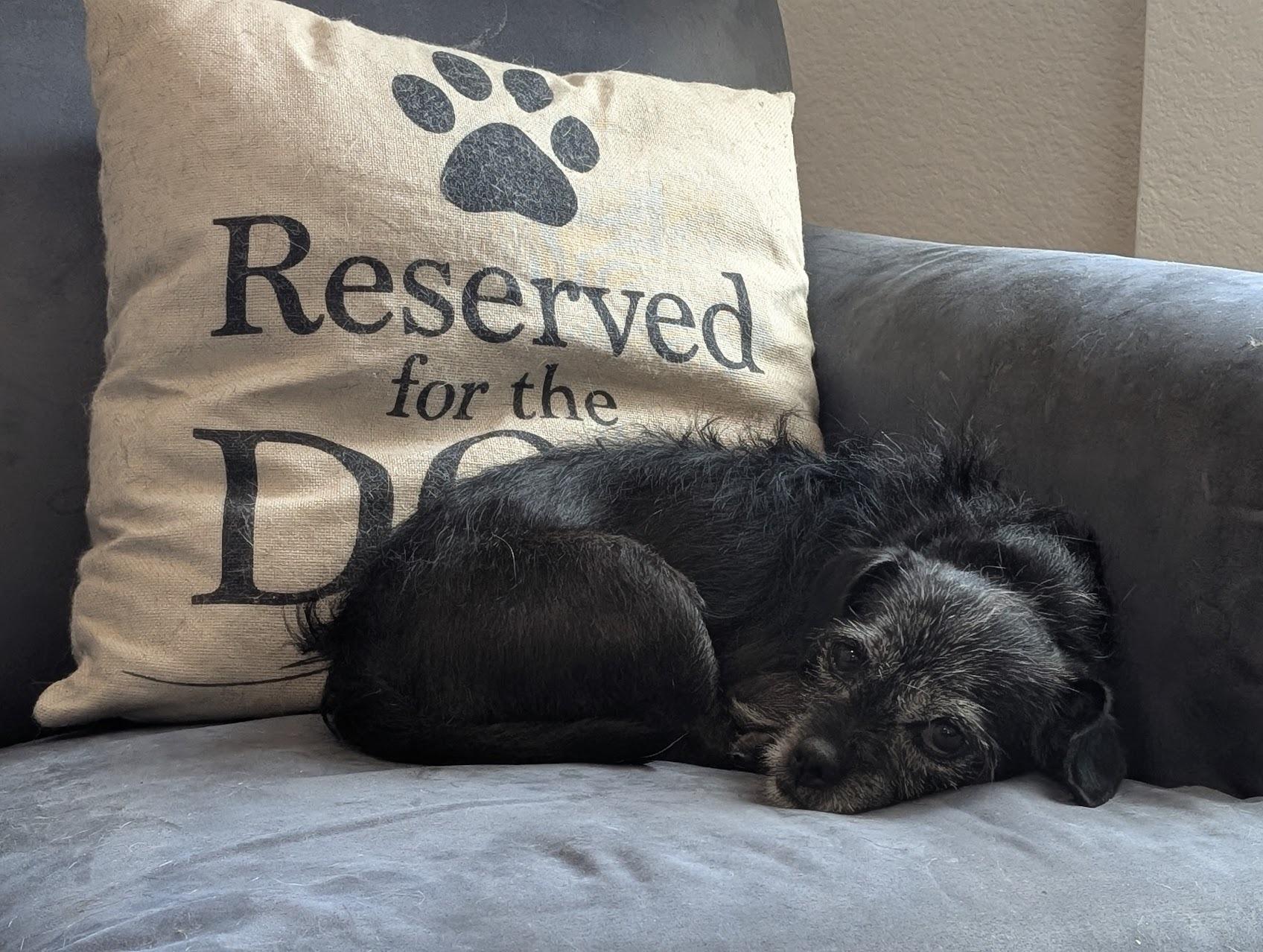 Maggie, a Adoptable mixed breed in Scottsdale, AZ image 4/4