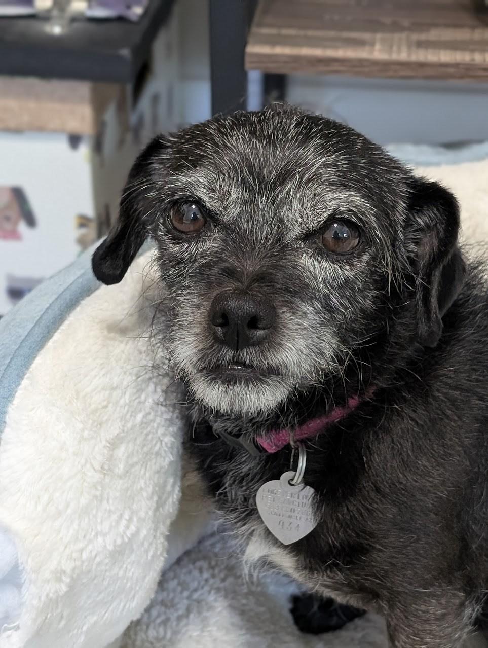 Maggie, a Adoptable mixed breed in Scottsdale, AZ image 3/4