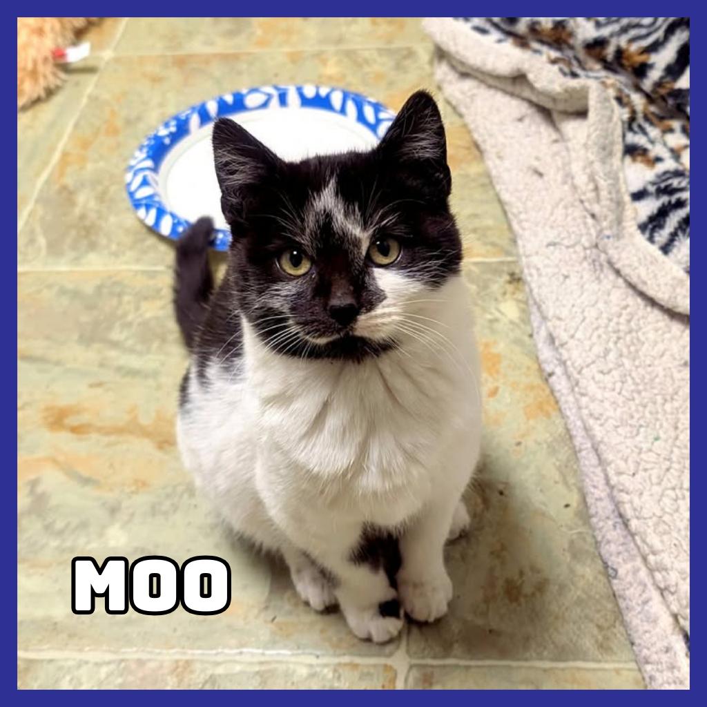 Moo, Adoptable, Young Female Domestic Short Hair.