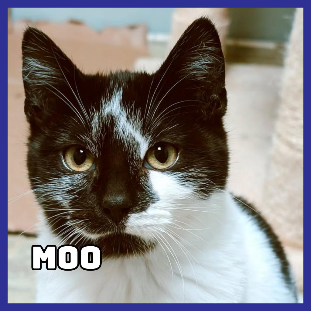 Enlarge Moo, a Adoptable Domestic Short Hair in Glenwood, MN image 2/2