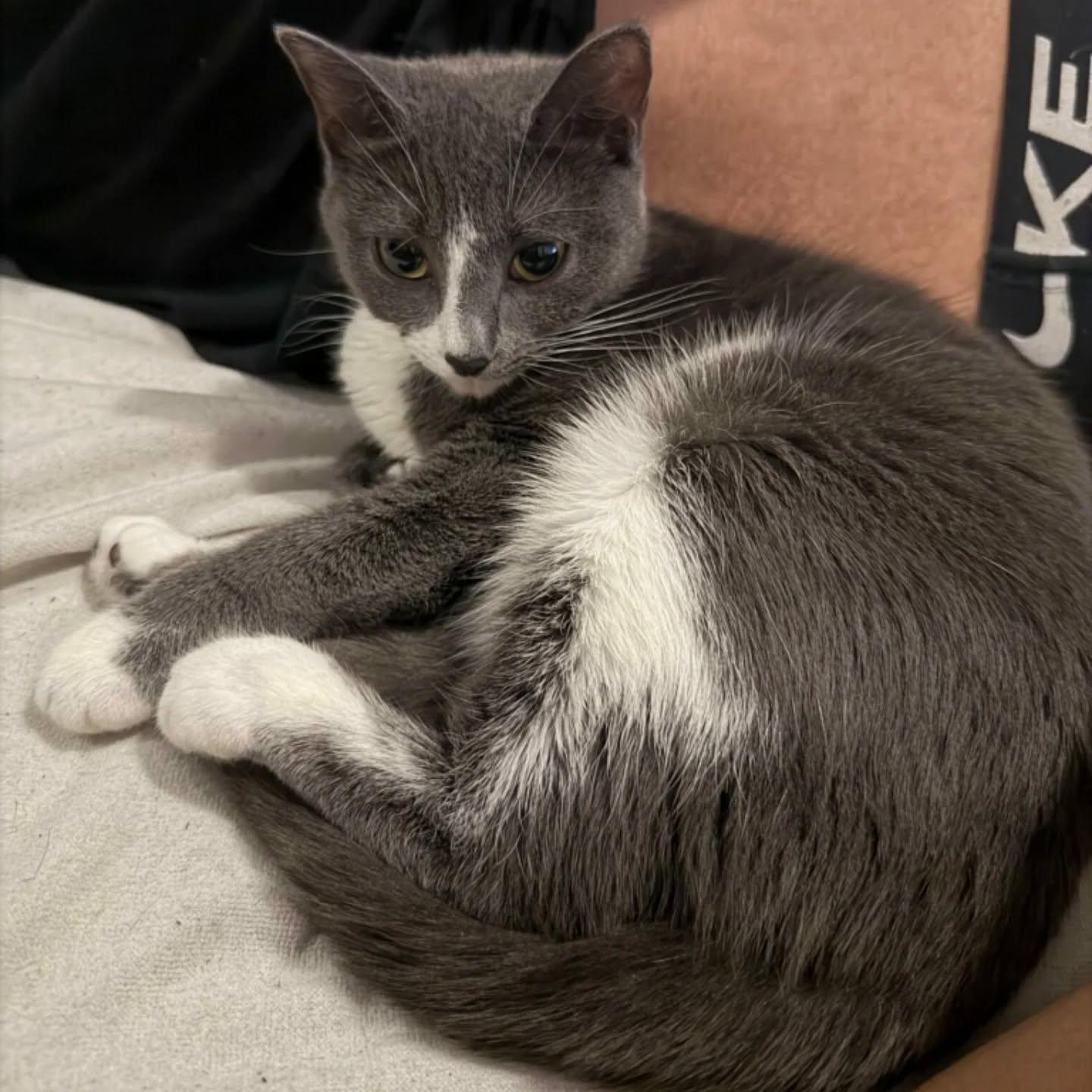 Enlarge Angel, a ADOPTABLE Domestic Short Hair in HANSON, MA image 1/1