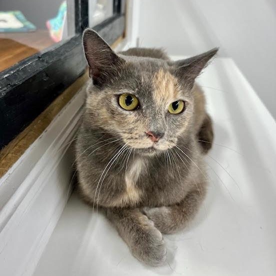 Ivy (Come meet me at The Kitten Around Cat Lounge), Young Female Dilute Tortoiseshell