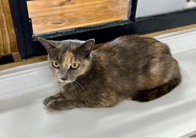 Ivy (Come meet me at The Kitten Around Cat Lounge) photo 2