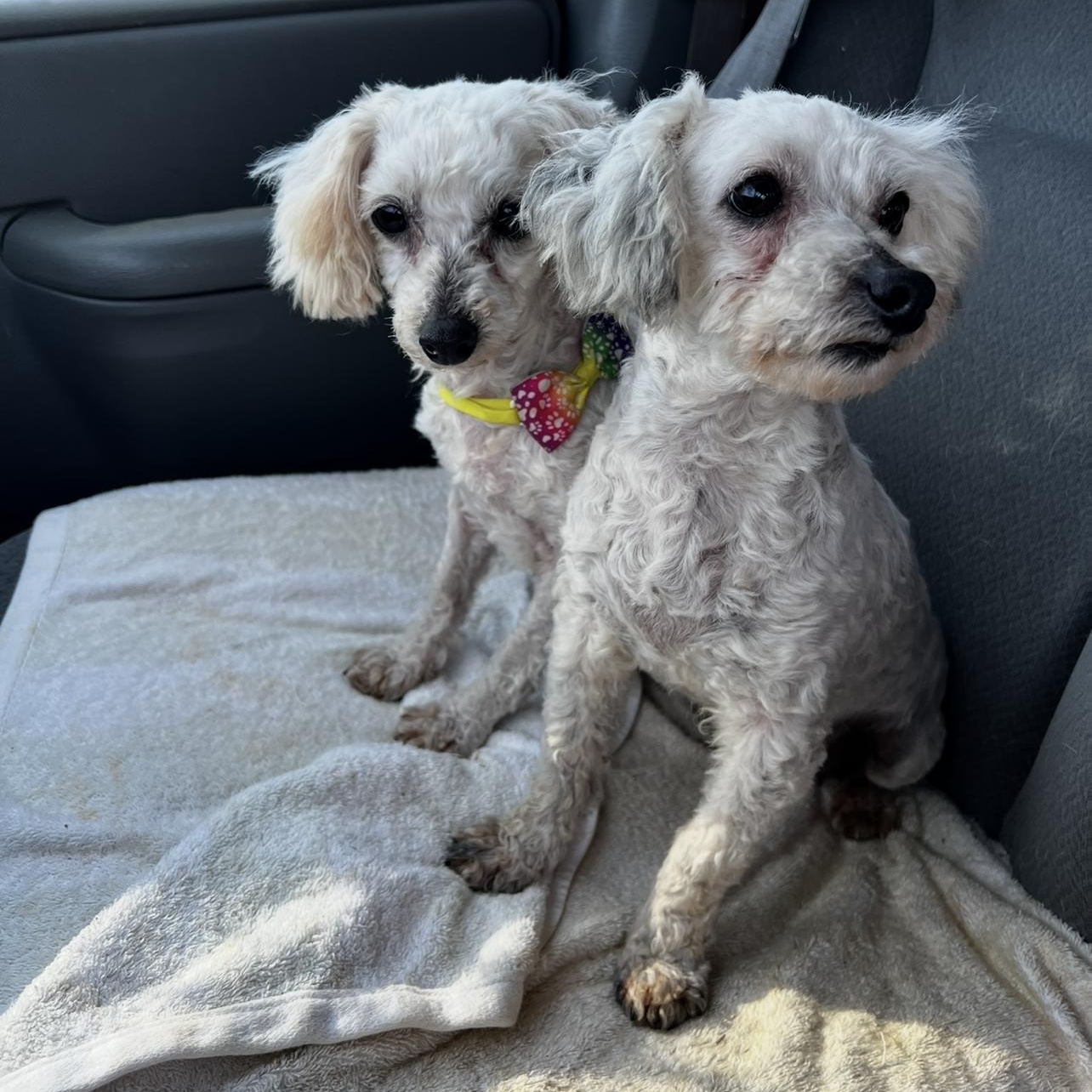 Enlarge Lyric & Whisper, a ADOPTABLE Miniature Poodle in Myrtle, MS image 1/6