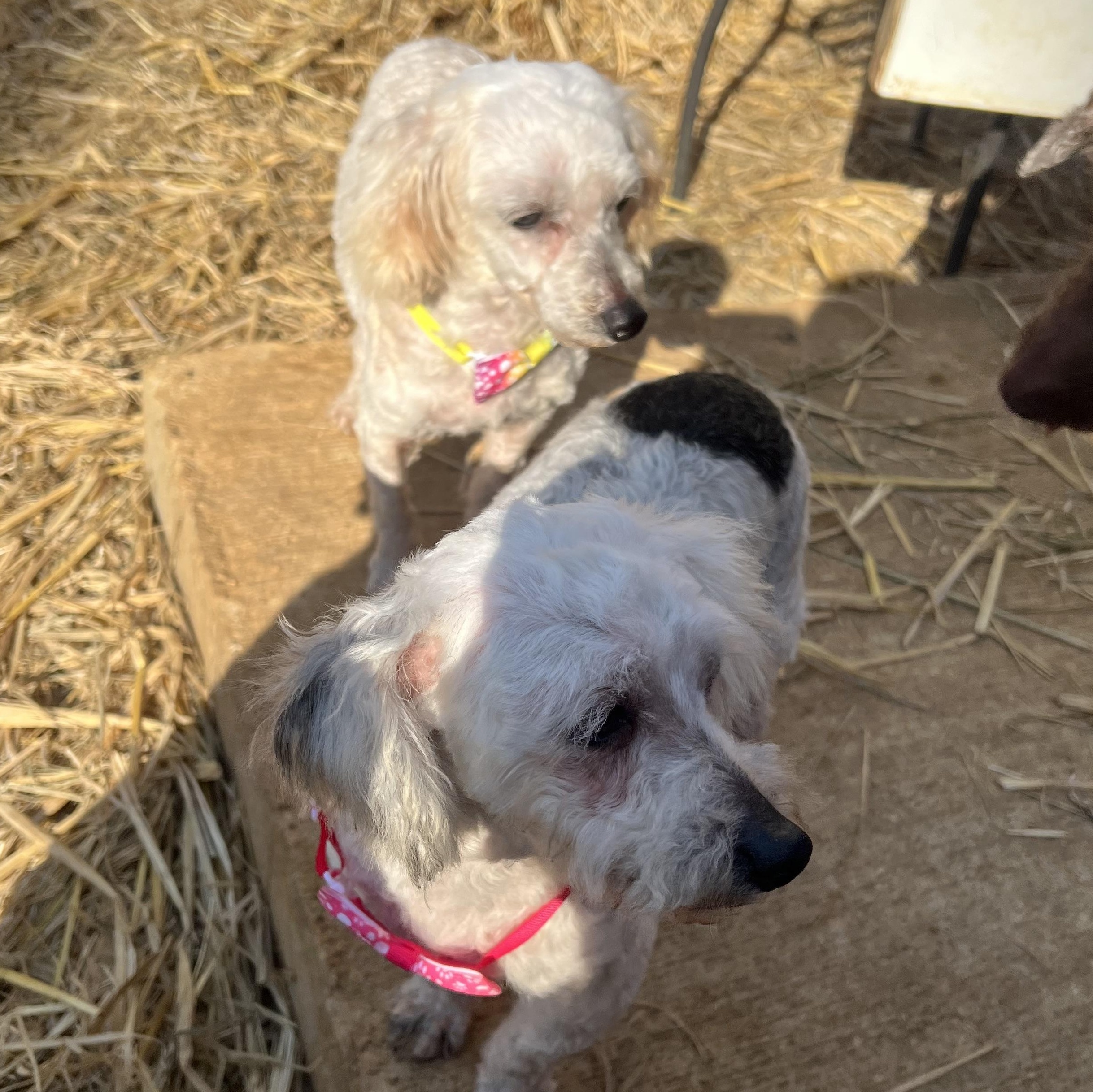 Whisper, a ADOPTABLE Miniature Poodle in Myrtle, MS image 2/3