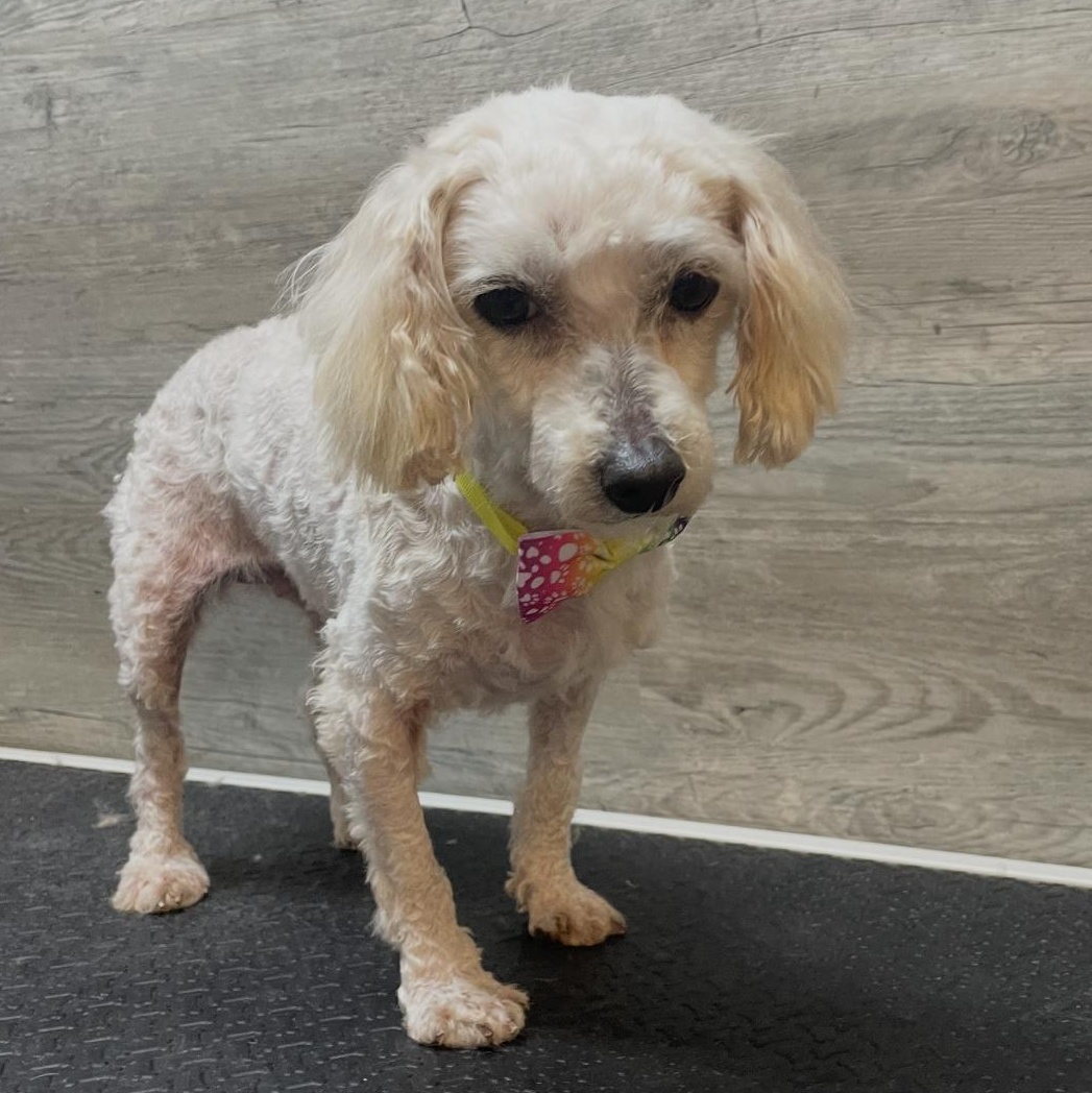 Whisper, ADOPTABLE, Adult Female Miniature Poodle.