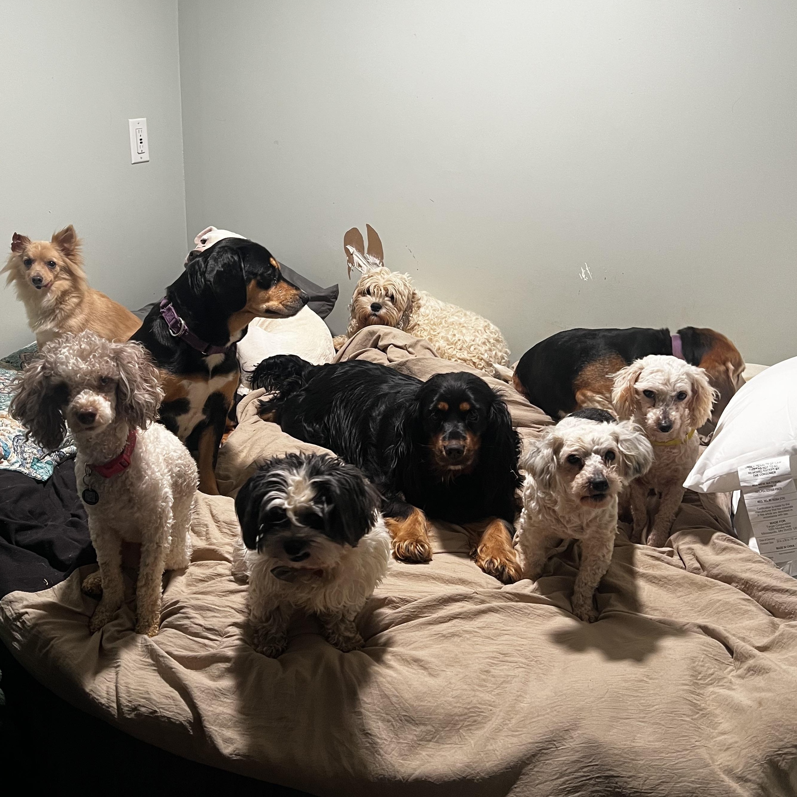 Enlarge Lyric & Whisper, a ADOPTABLE Miniature Poodle in Myrtle, MS image 6/6