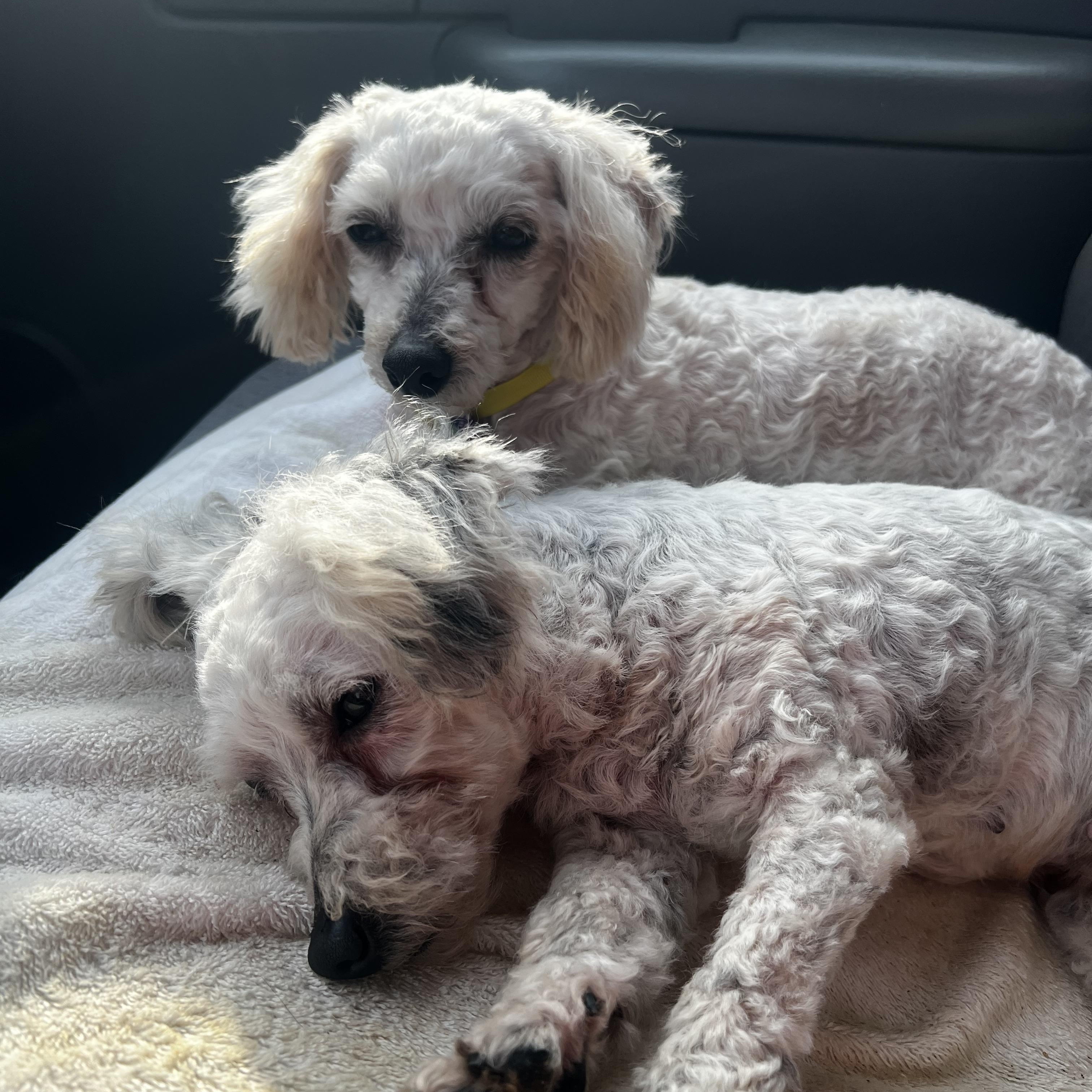 Enlarge Lyric & Whisper, a ADOPTABLE Miniature Poodle in Myrtle, MS image 3/6