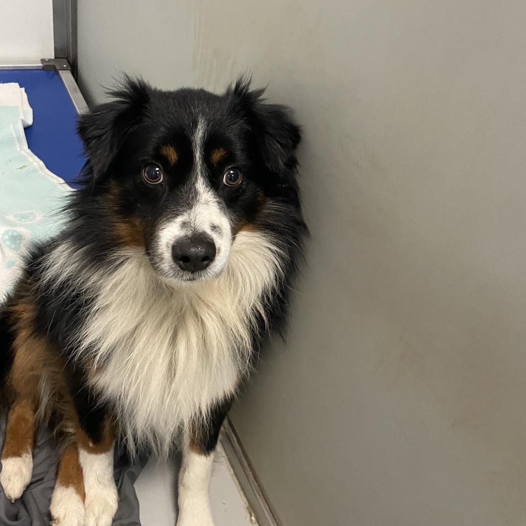 Dustin, Adoptable, Adult Male Australian Shepherd.