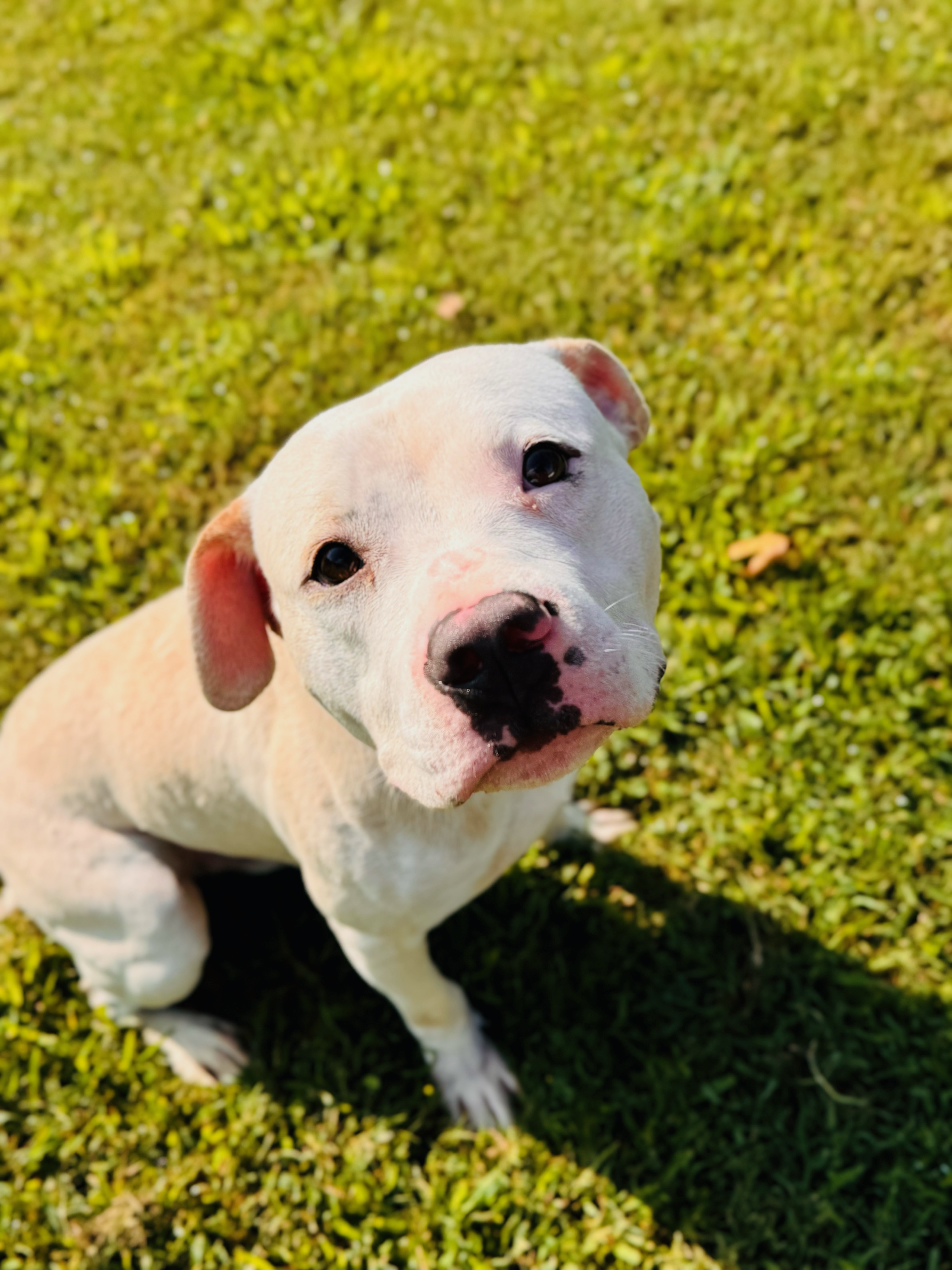 Billy — thumbnail 2