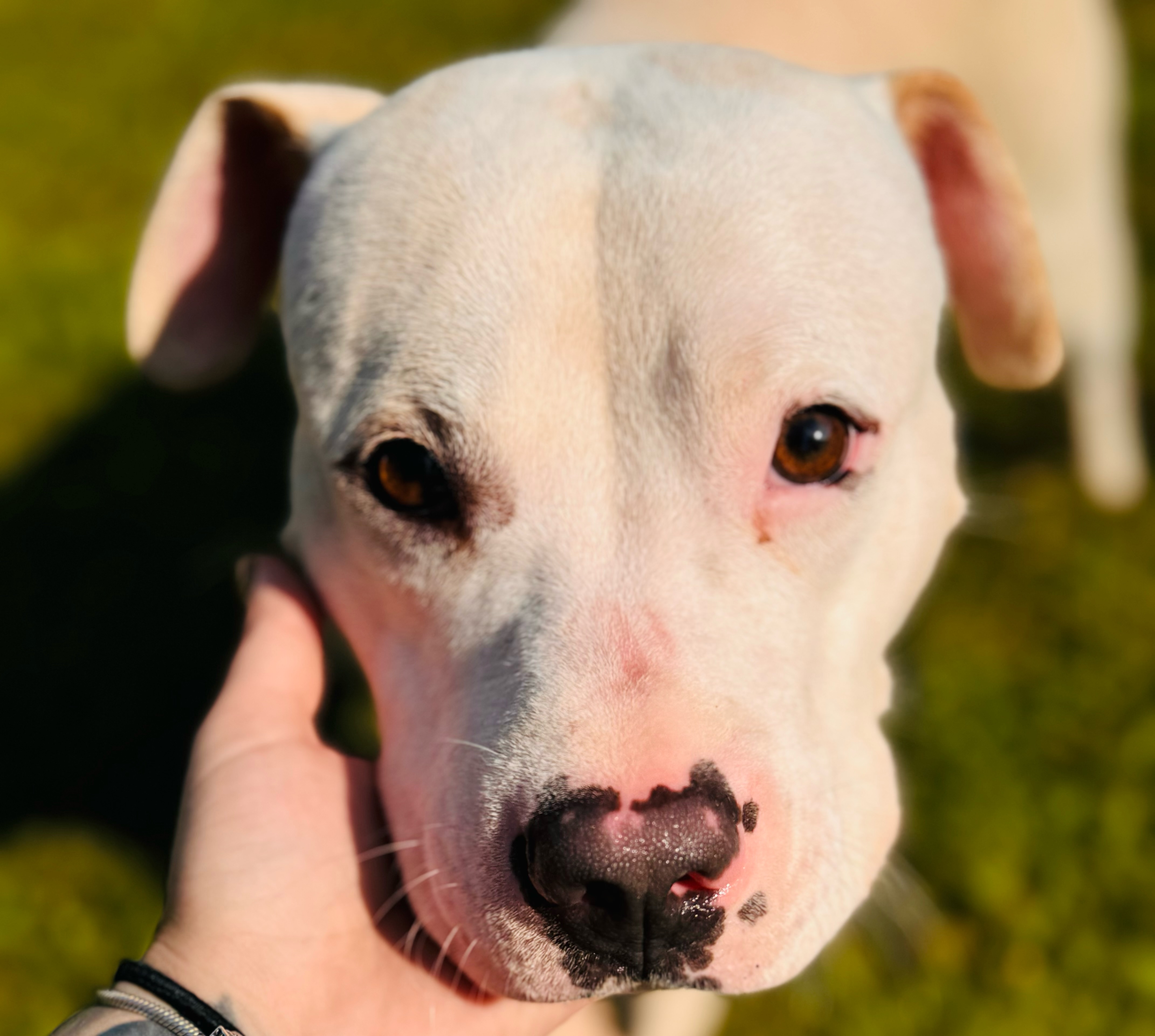 Billy — thumbnail 3