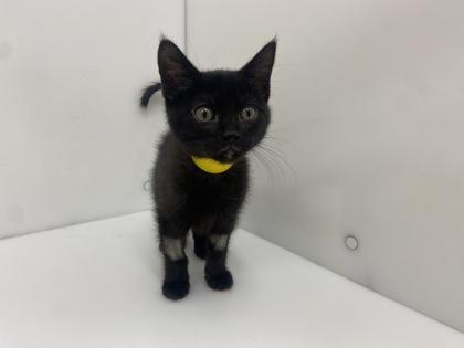 Enlarge Star, a Adoptable Domestic Short Hair in Boulder, CO image 1/1