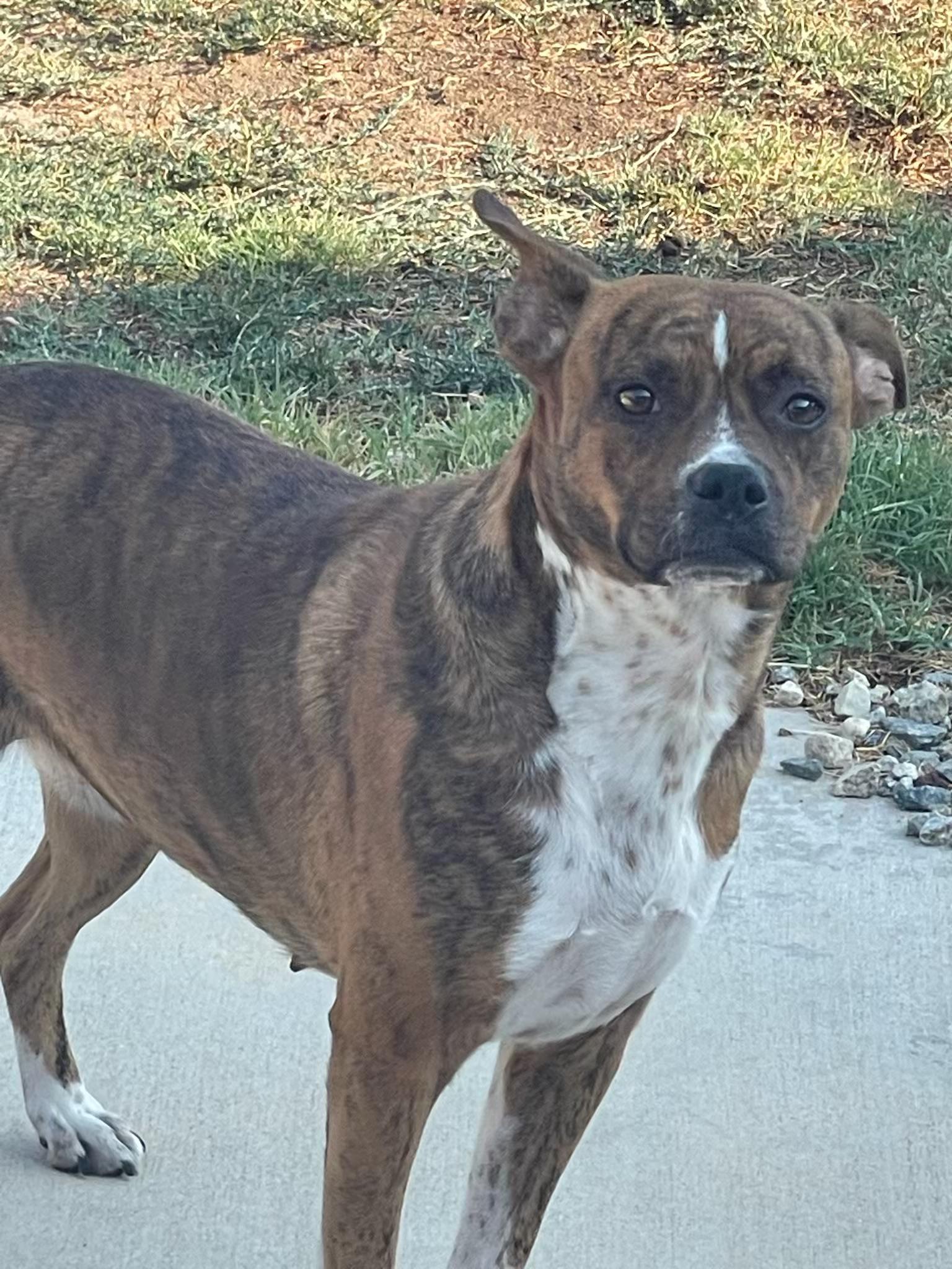 Enlarge Layla, a Adoptable mixed breed in Colorado Springs, CO image 2/3