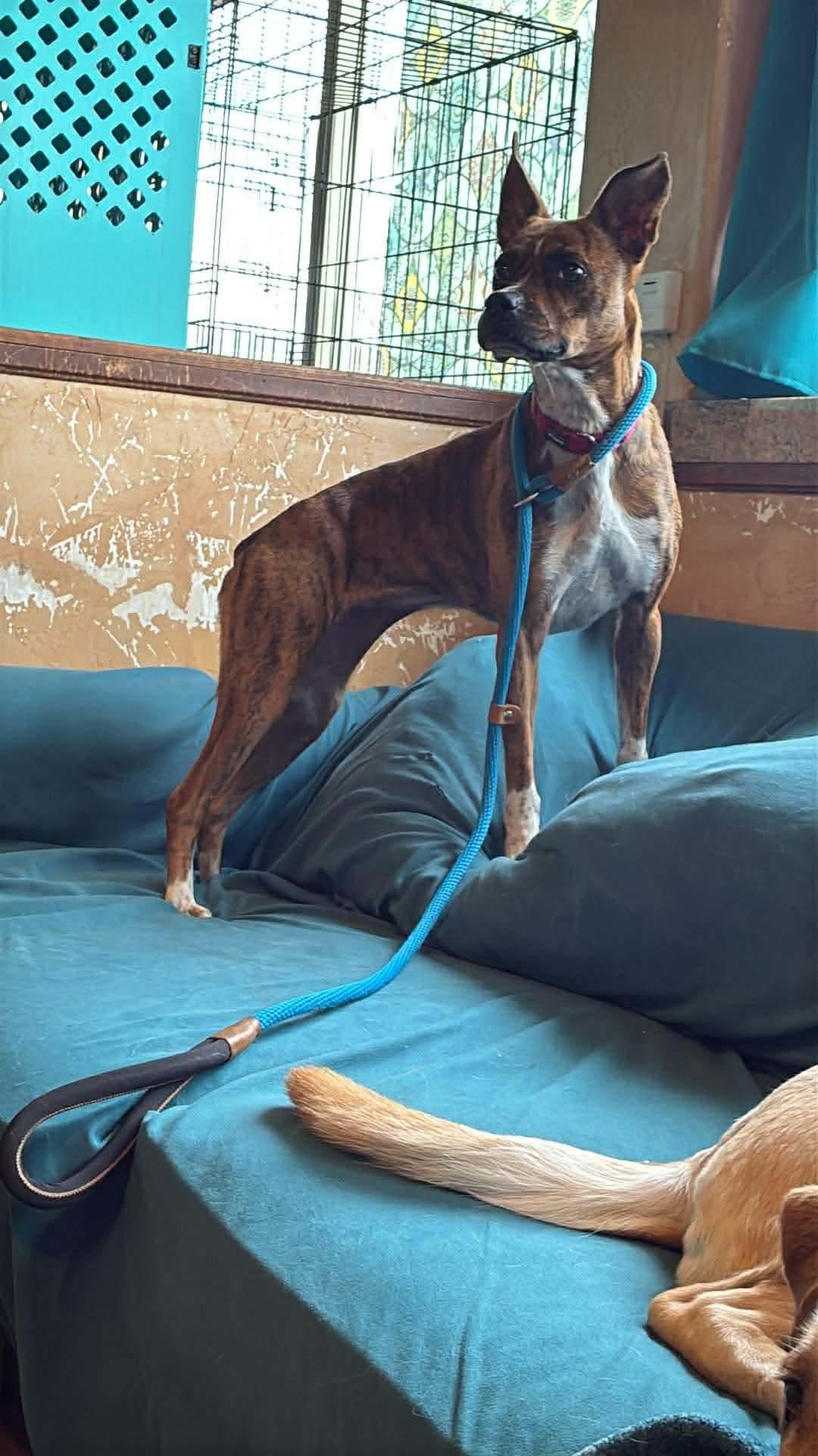 Enlarge Layla, a Adoptable mixed breed in Colorado Springs, CO image 3/3