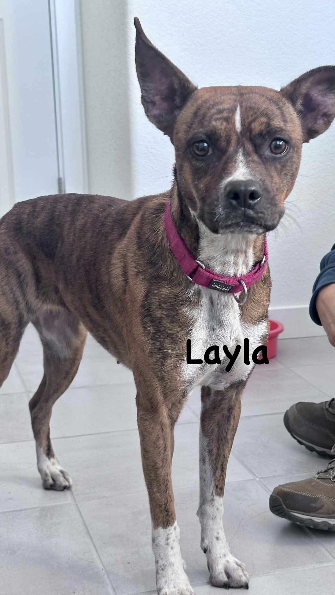 Enlarge Layla, a Adoptable mixed breed in Colorado Springs, CO image 1/3