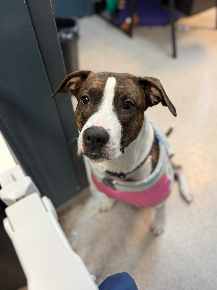 Penny, Adoptable, Adult Female Mixed Breed.