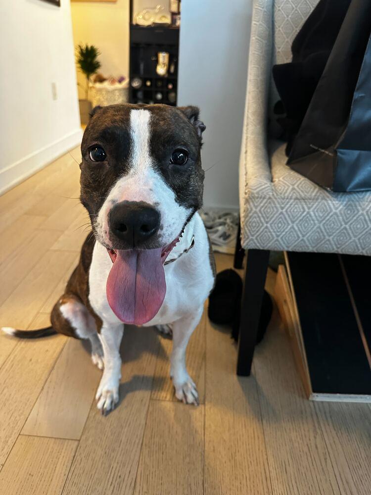 Enlarge Penny, a Adoptable mixed breed in New York, NY image 2/2