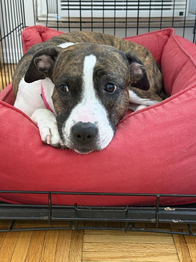 Enlarge Penny, a Adoptable mixed breed in New York, NY image 1/6