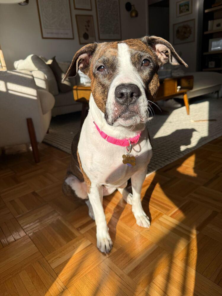 Penny, Adoptable, Adult Female Mixed Breed.