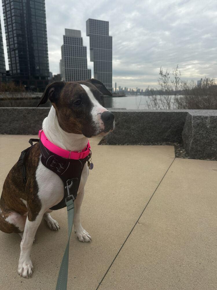 Enlarge Penny, a Adoptable mixed breed in New York, NY image 3/6