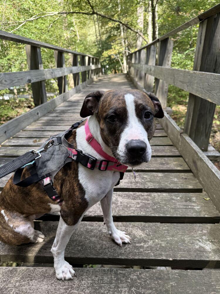 Enlarge Penny, a Adoptable mixed breed in New York, NY image 2/6